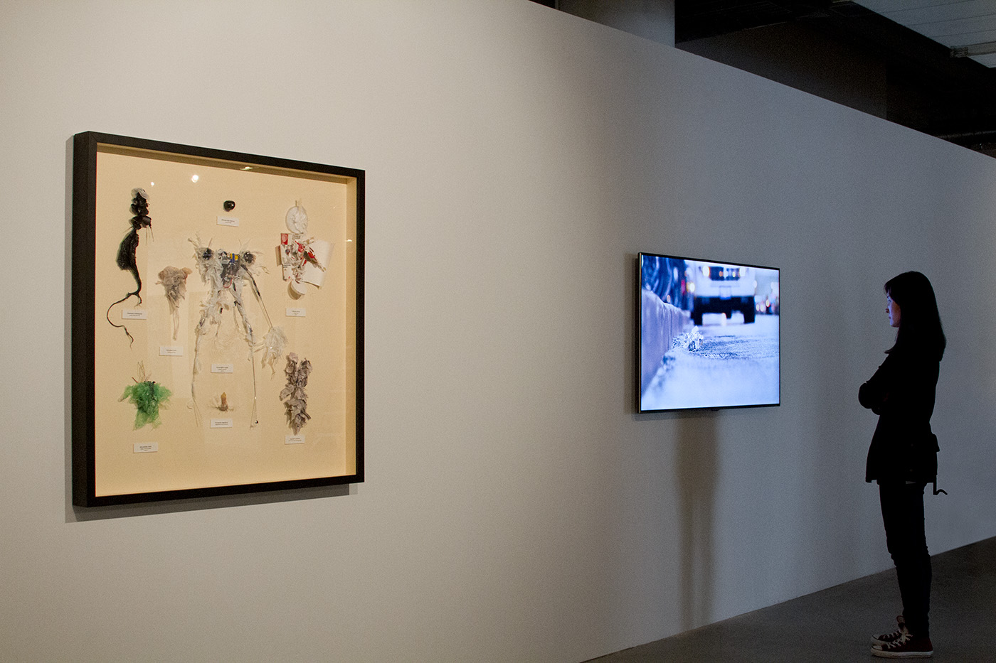 Figure 1.3, Ancestral Variant with a rubber-band power system