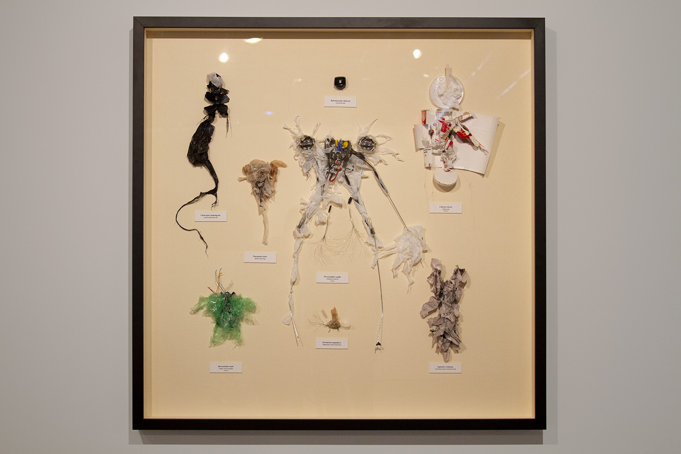 Figure 1.3, Ancestral Variant with a rubber-band power system