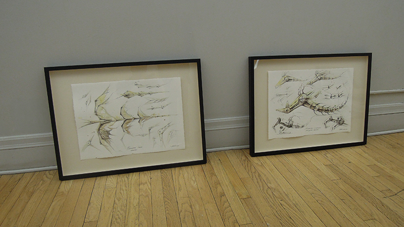 Species series drawing